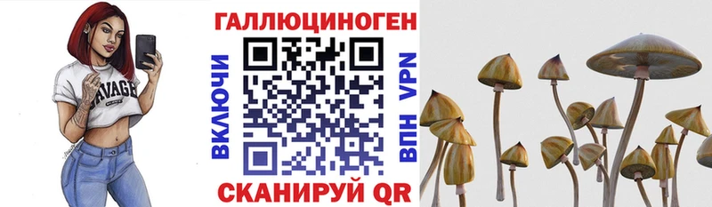 Галлюциногенные грибы Psilocybe  Инсар 